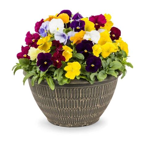 Proven Winners Proven Winners 18-inch Blind with thriller Love Annuals Hanging Basket. . Lowes annual plants